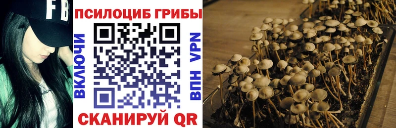 Псилоцибиновые грибы Psilocybe Жуковка